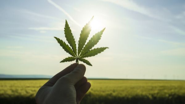 Cannabis - Workplace Implications